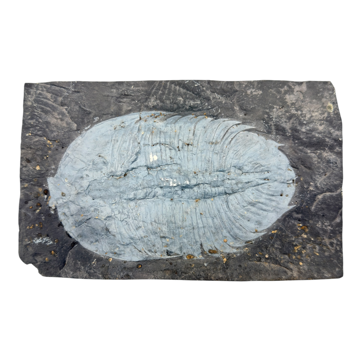 Asaphopsoides yongshunensis Trilobite