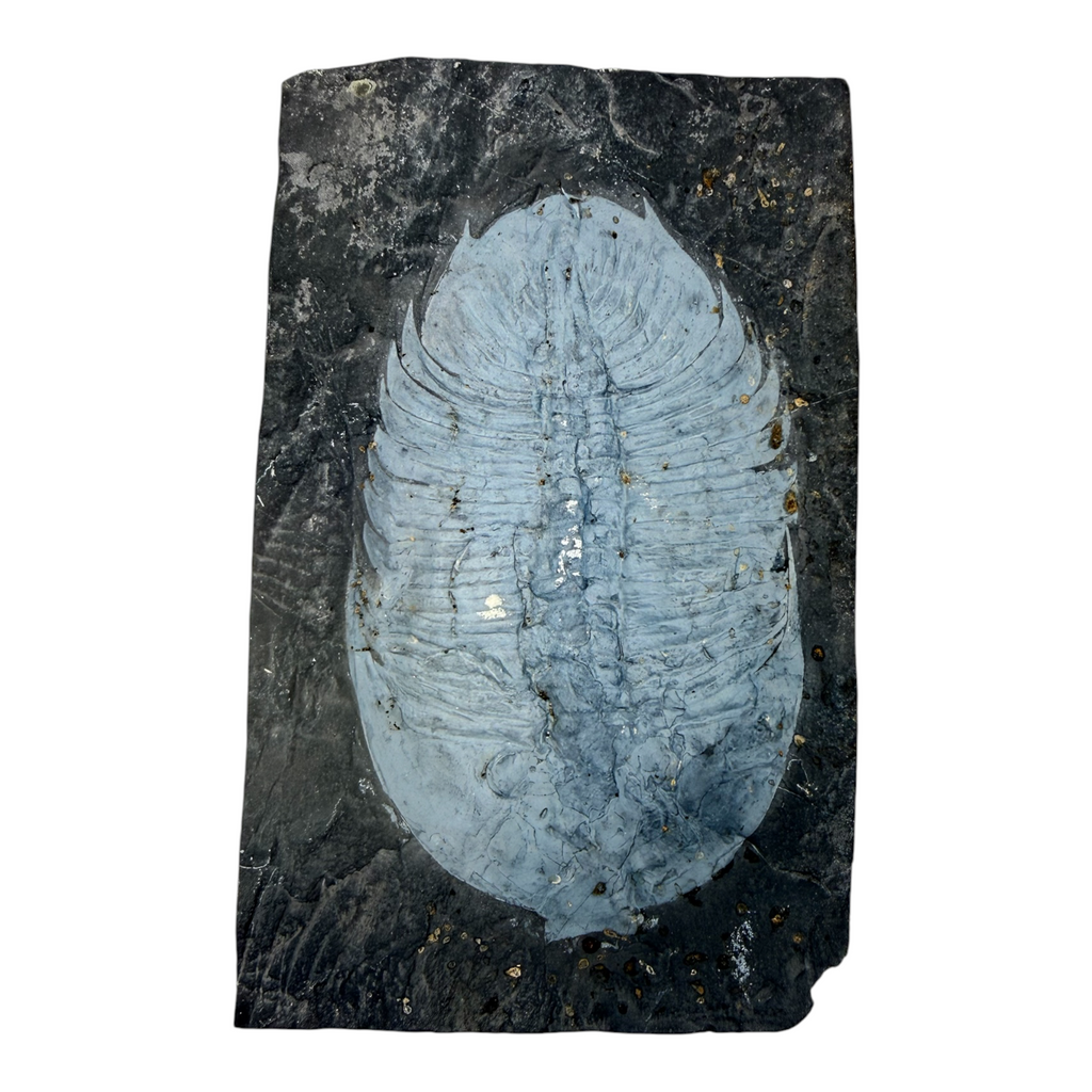 Asaphopsoides yongshunensis Trilobite