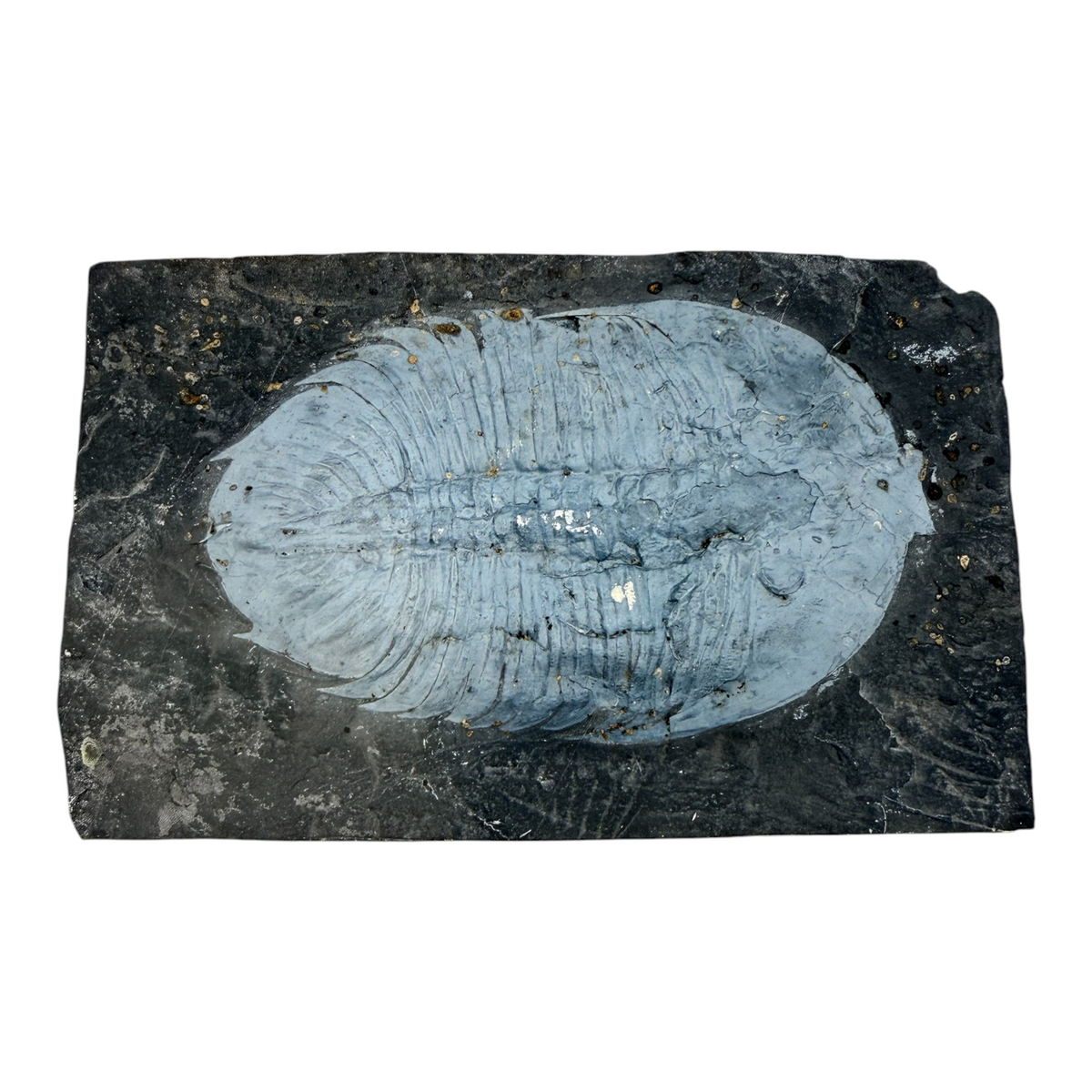 Asaphopsoides yongshunensis Trilobite