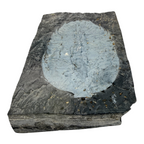 Asaphopsoides yongshunensis Trilobite
