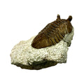 Asaphus Trilobite