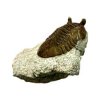 Asaphus Trilobite