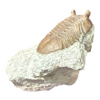 Asaphus Trilobite