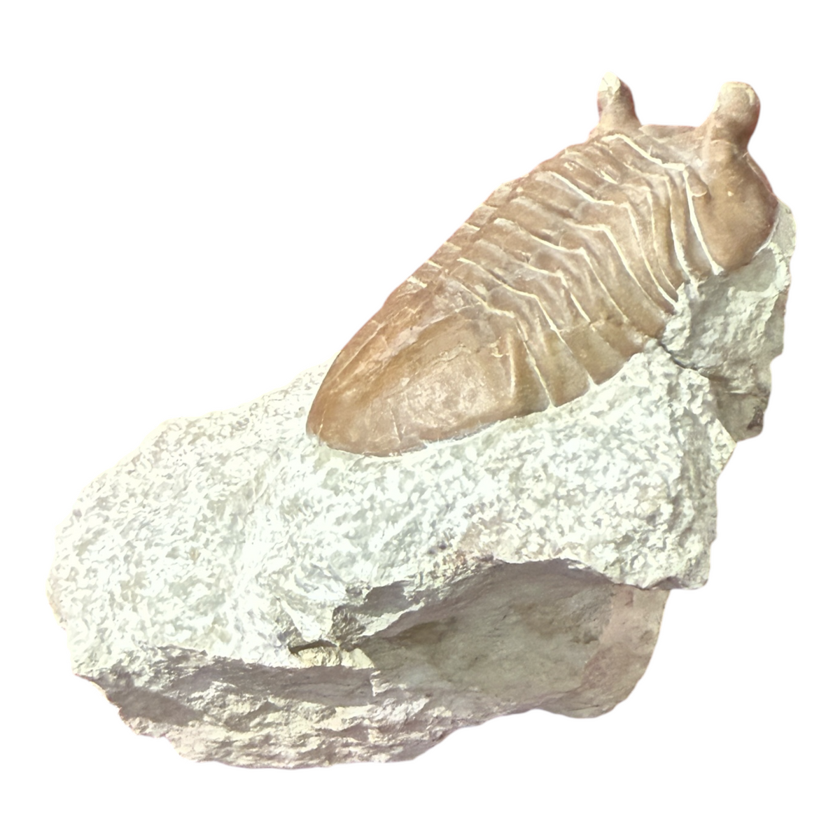 Asaphus Trilobite