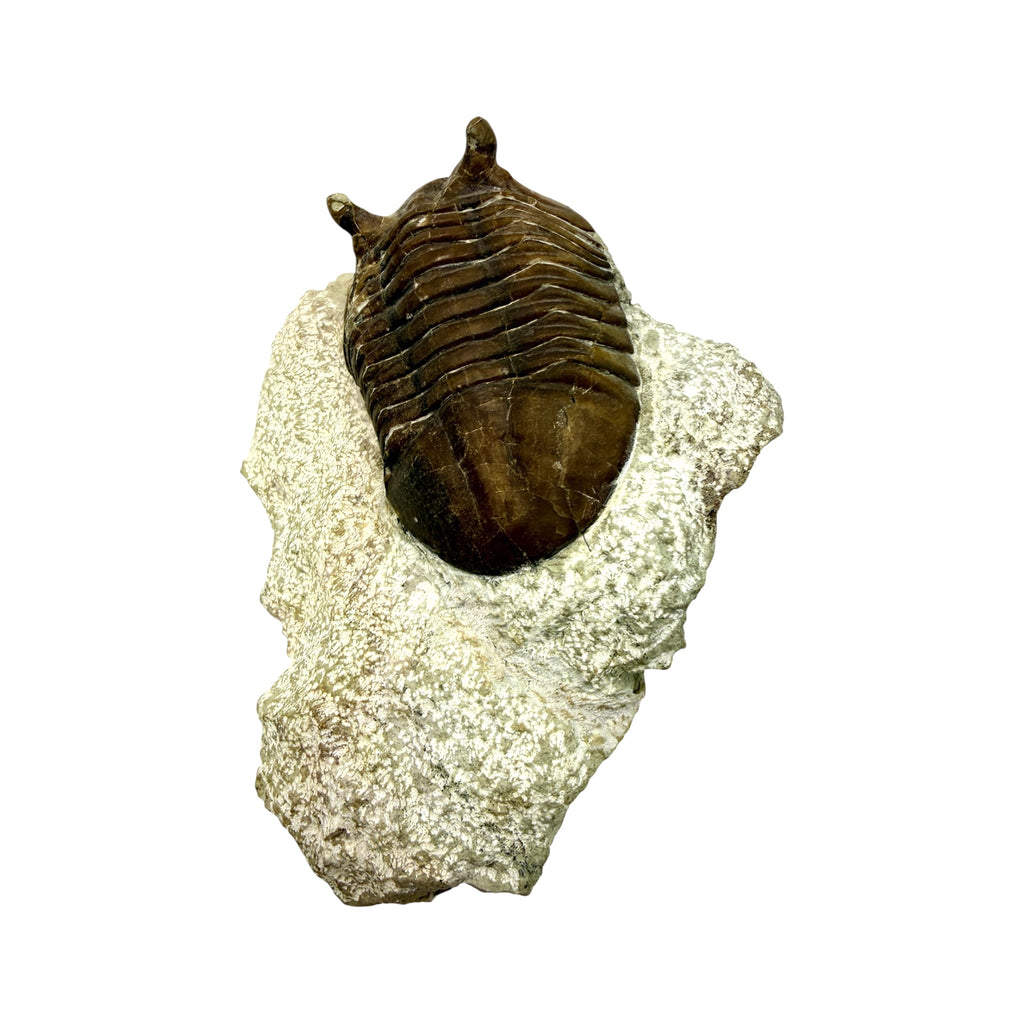 Asaphus Trilobite