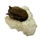 Asaphus Trilobite