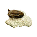 Asaphus Trilobite