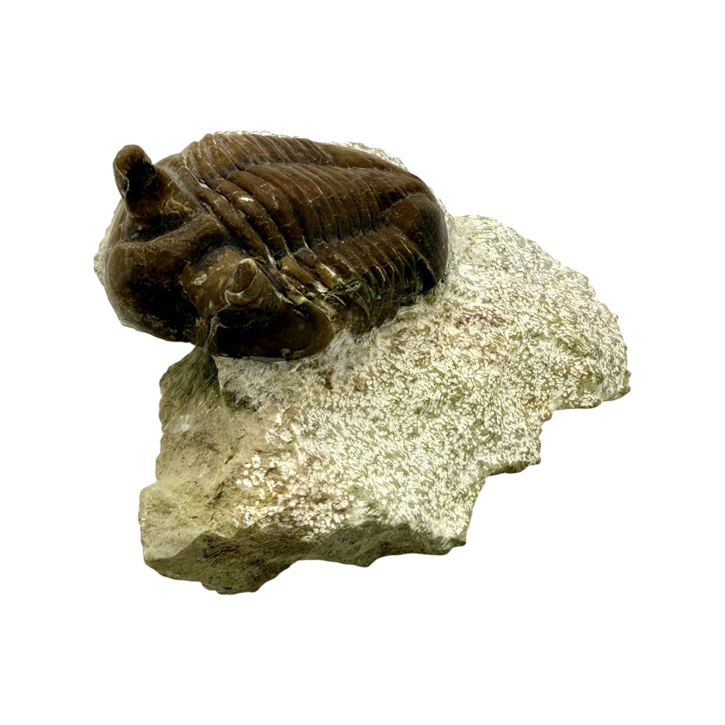Asaphus Trilobite