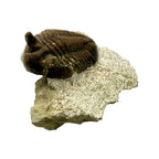 Asaphus Trilobite