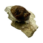 Asaphus Trilobite