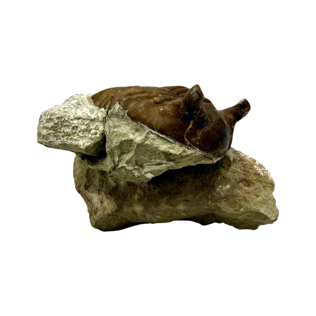 Asaphus Trilobite