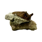 Asaphus Trilobite