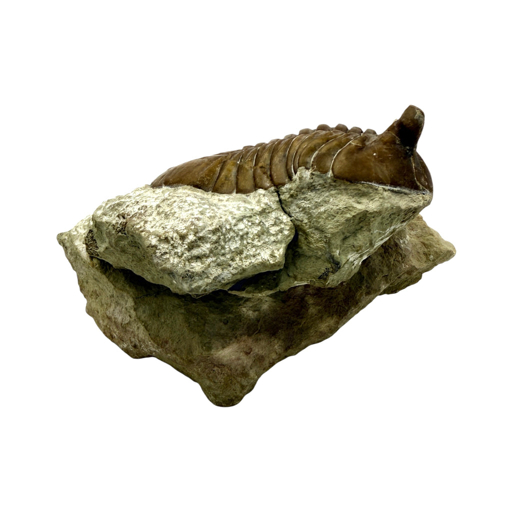 Asaphus Trilobite