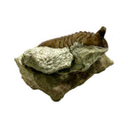 Asaphus Trilobite