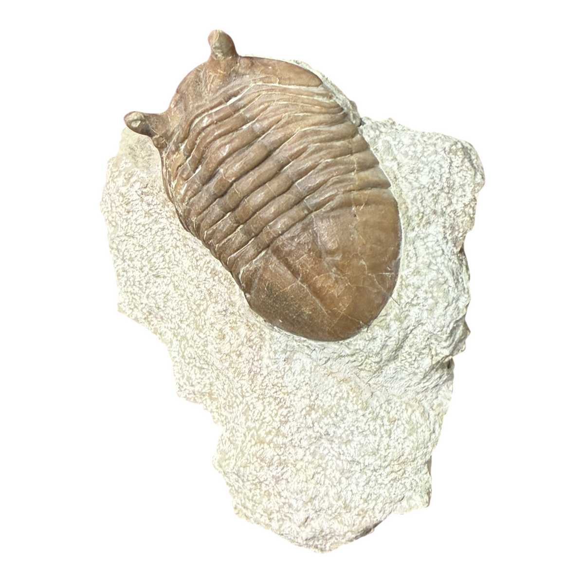 Asaphus Trilobite