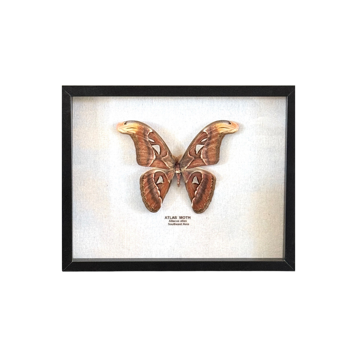 Atlas Moth