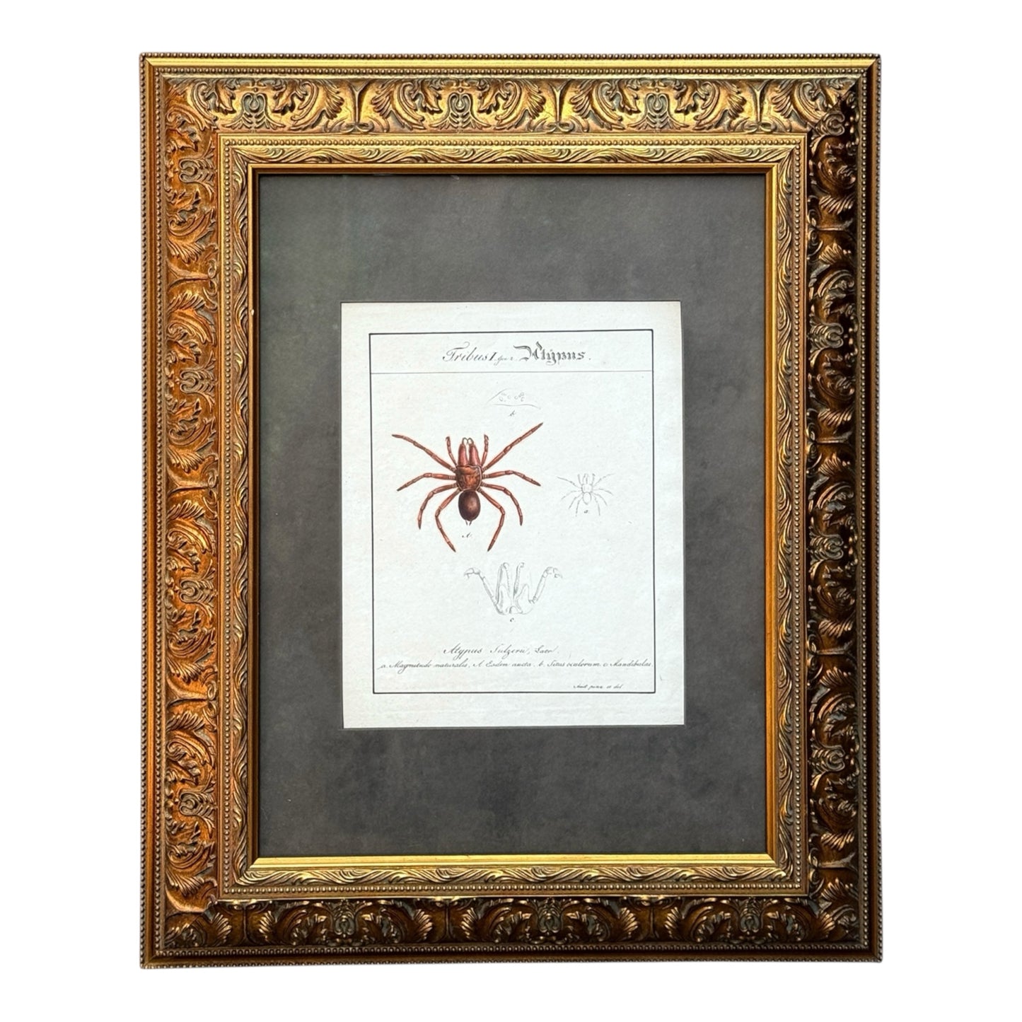 Atypus Sulzeri - Framed Art by Carl Wilhelm Hahn