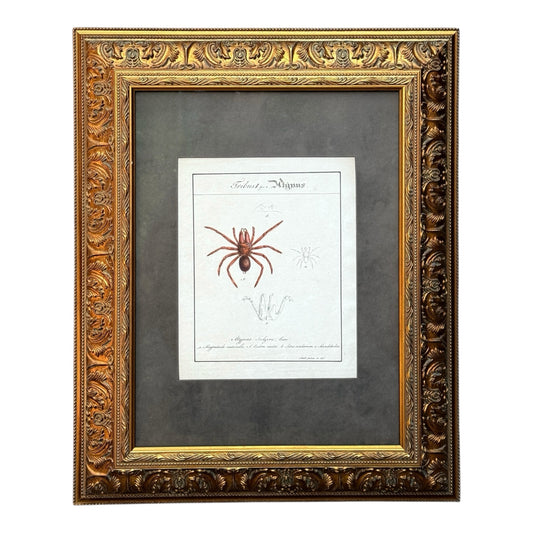 Atypus Sulzeri - Framed Art by Carl Wilhelm Hahn