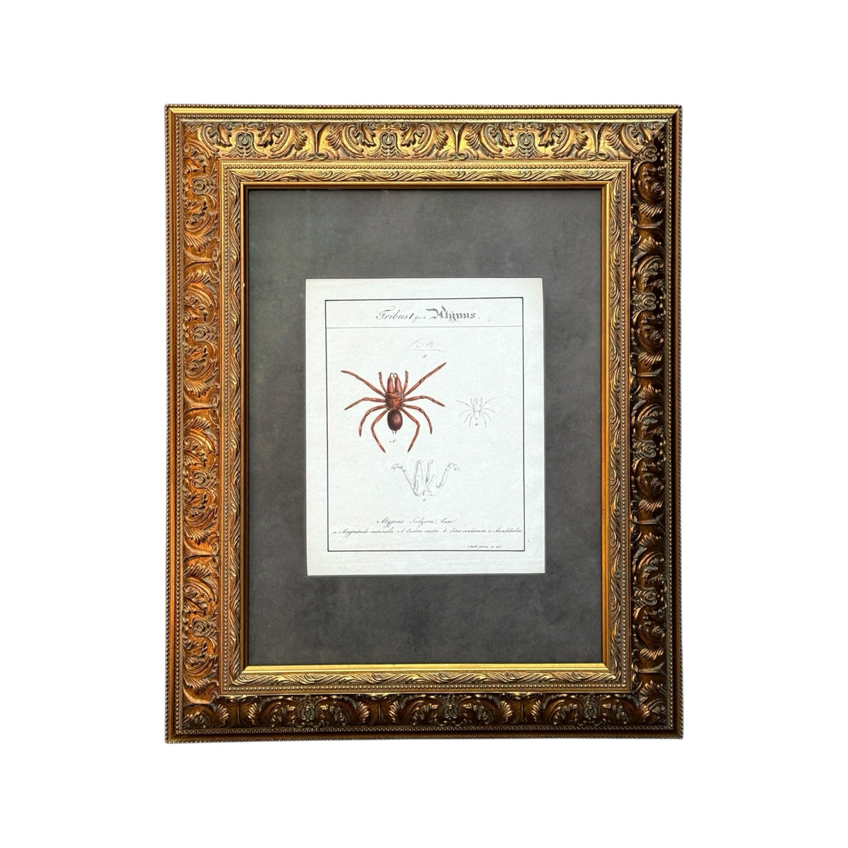 Atypus Sulzeri - Framed Art by Carl Wilhelm Hahn