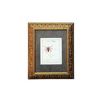Atypus Sulzeri - Framed Art by Carl Wilhelm Hahn