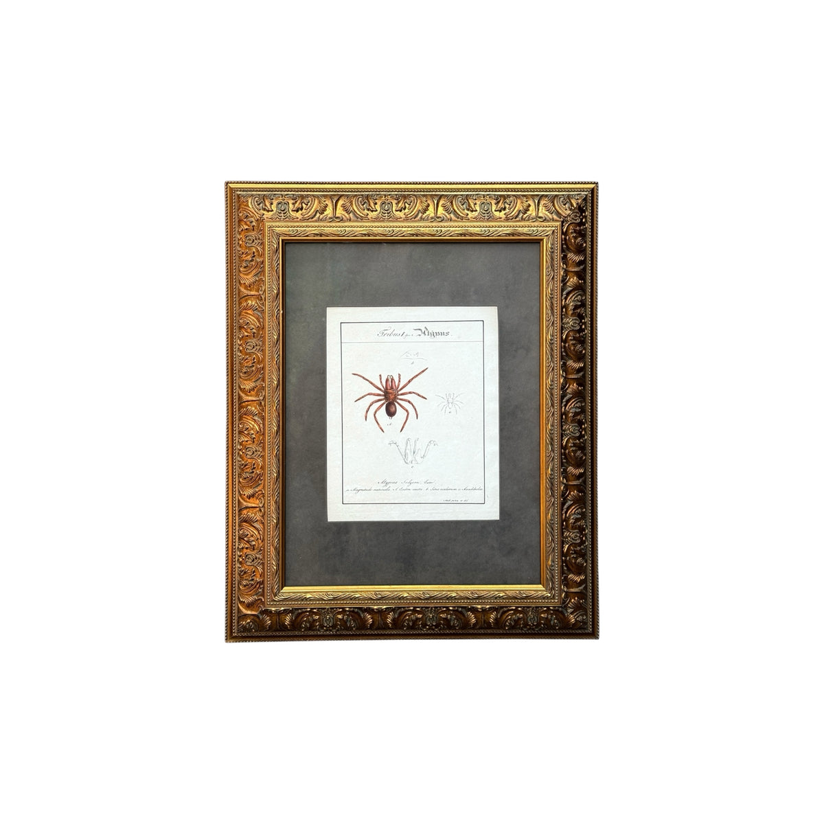 Atypus Sulzeri - Framed Art by Carl Wilhelm Hahn