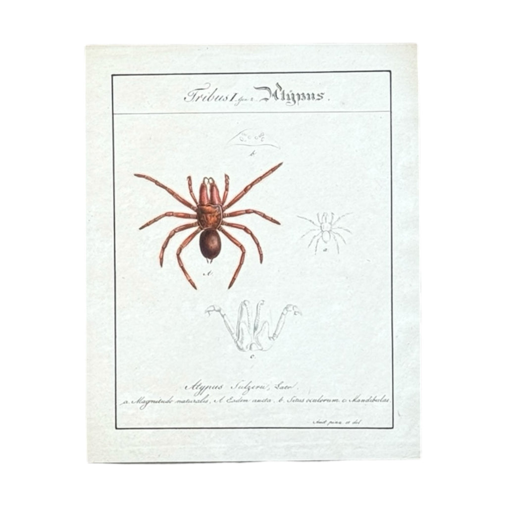 Atypus Sulzeri - Framed Art by Carl Wilhelm Hahn