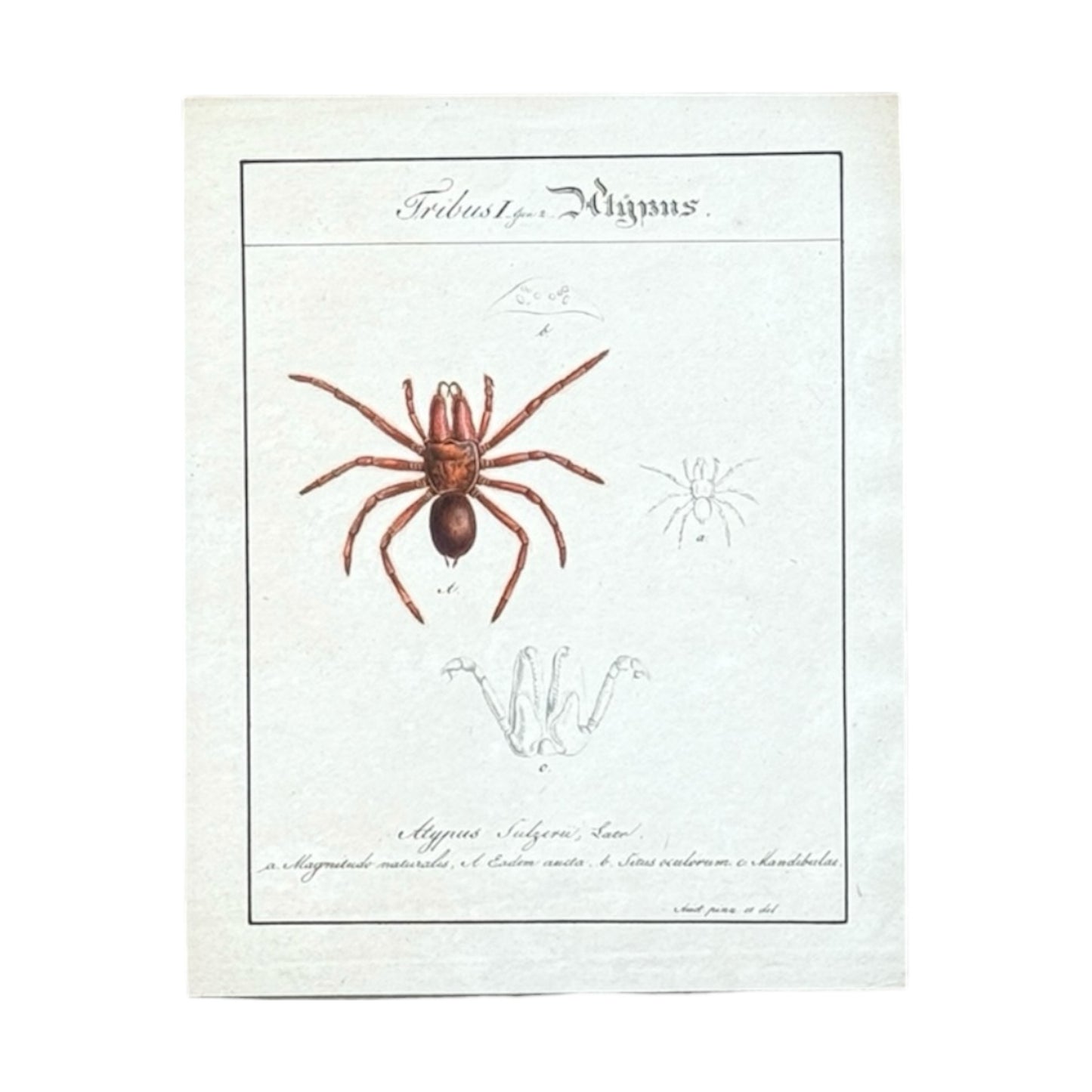 Atypus Sulzeri - Framed Art by Carl Wilhelm Hahn