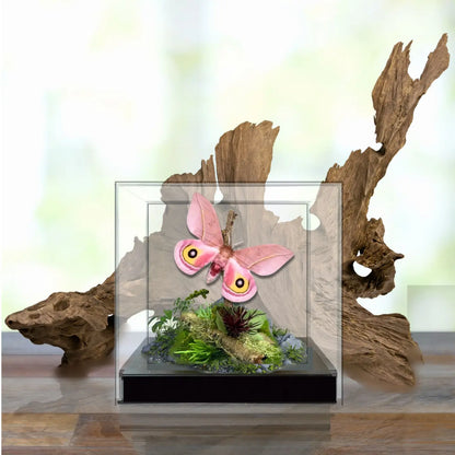 Automeris Moth Diorama