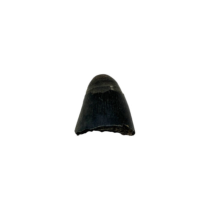 Fossil Alligator Tooth