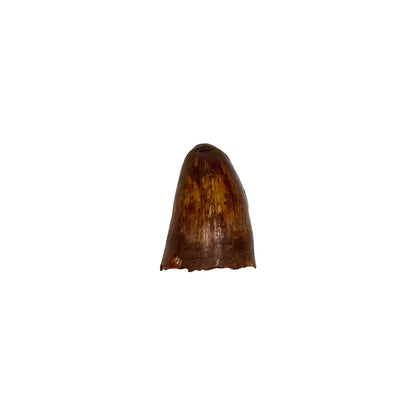 Fossil Crocodile Tooth