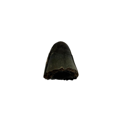 Fossil Alligator Tooth