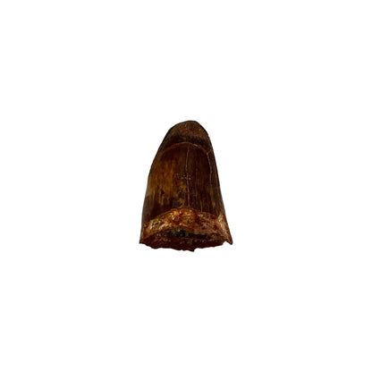 Fossil Crocodile Tooth