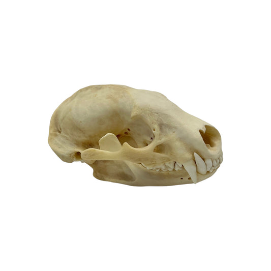 Skull (Badger)