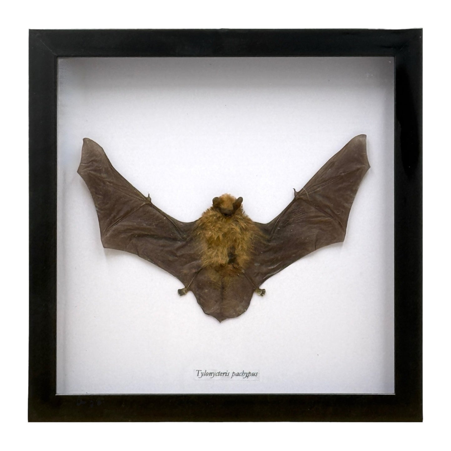 Bamboo Bat in Frame