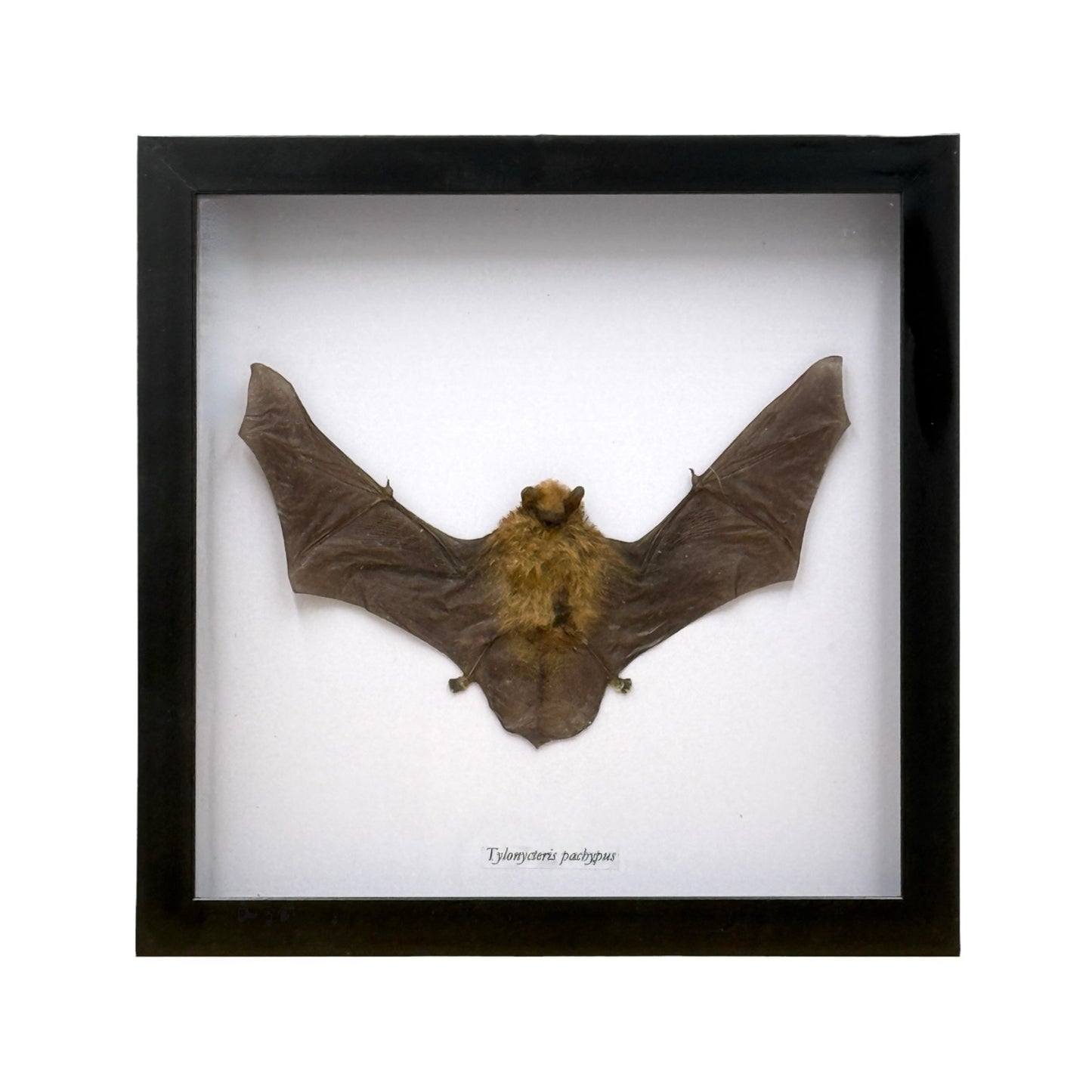 Bamboo Bat in Frame