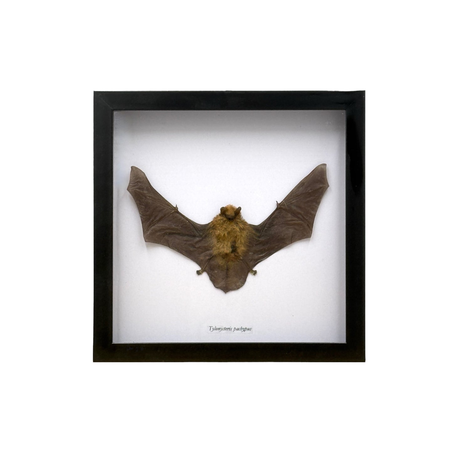 Bamboo Bat in Frame