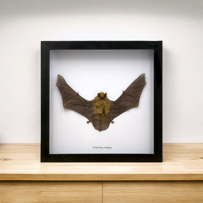 Bamboo Bat in Frame