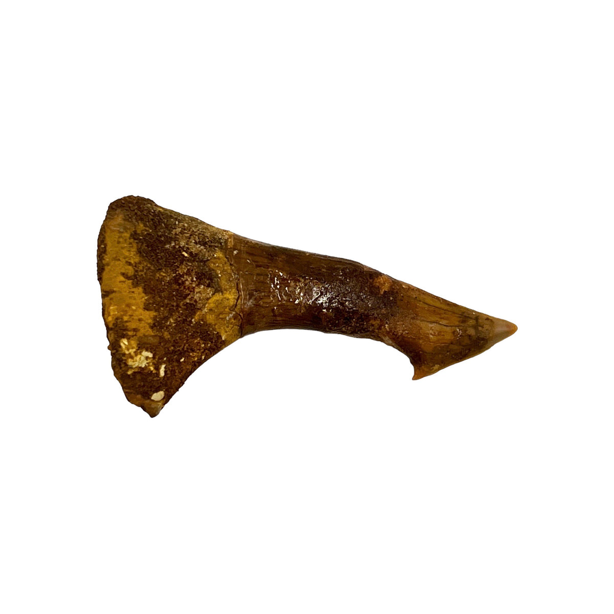 Fossil Sawfish Barb