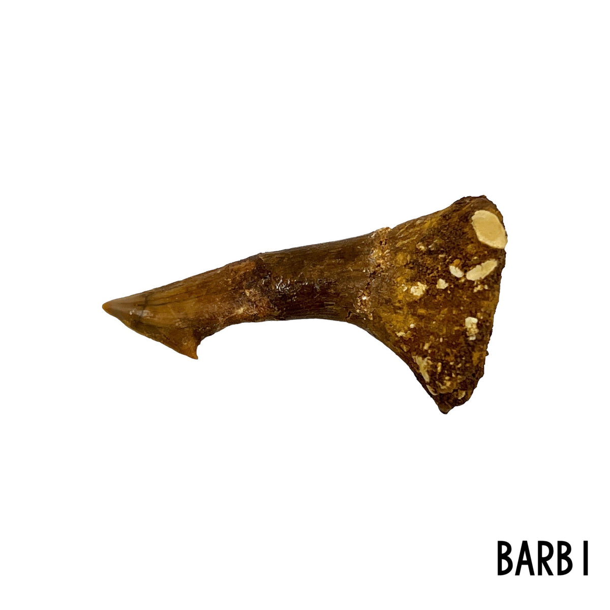 Fossil Sawfish Barb
