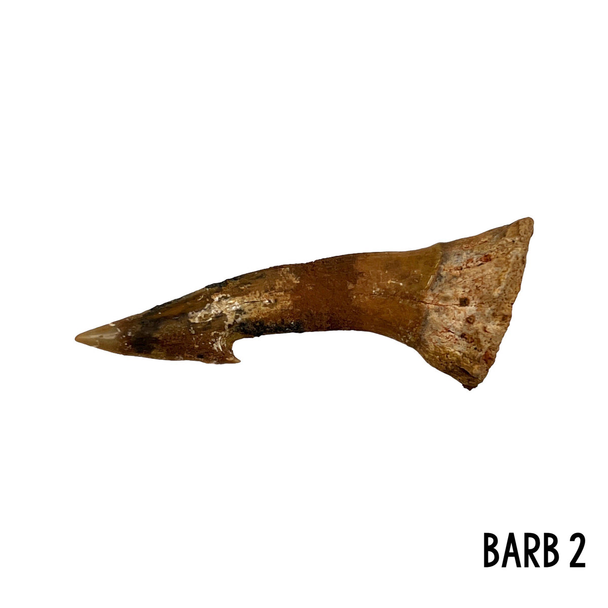 Fossil Sawfish Barb