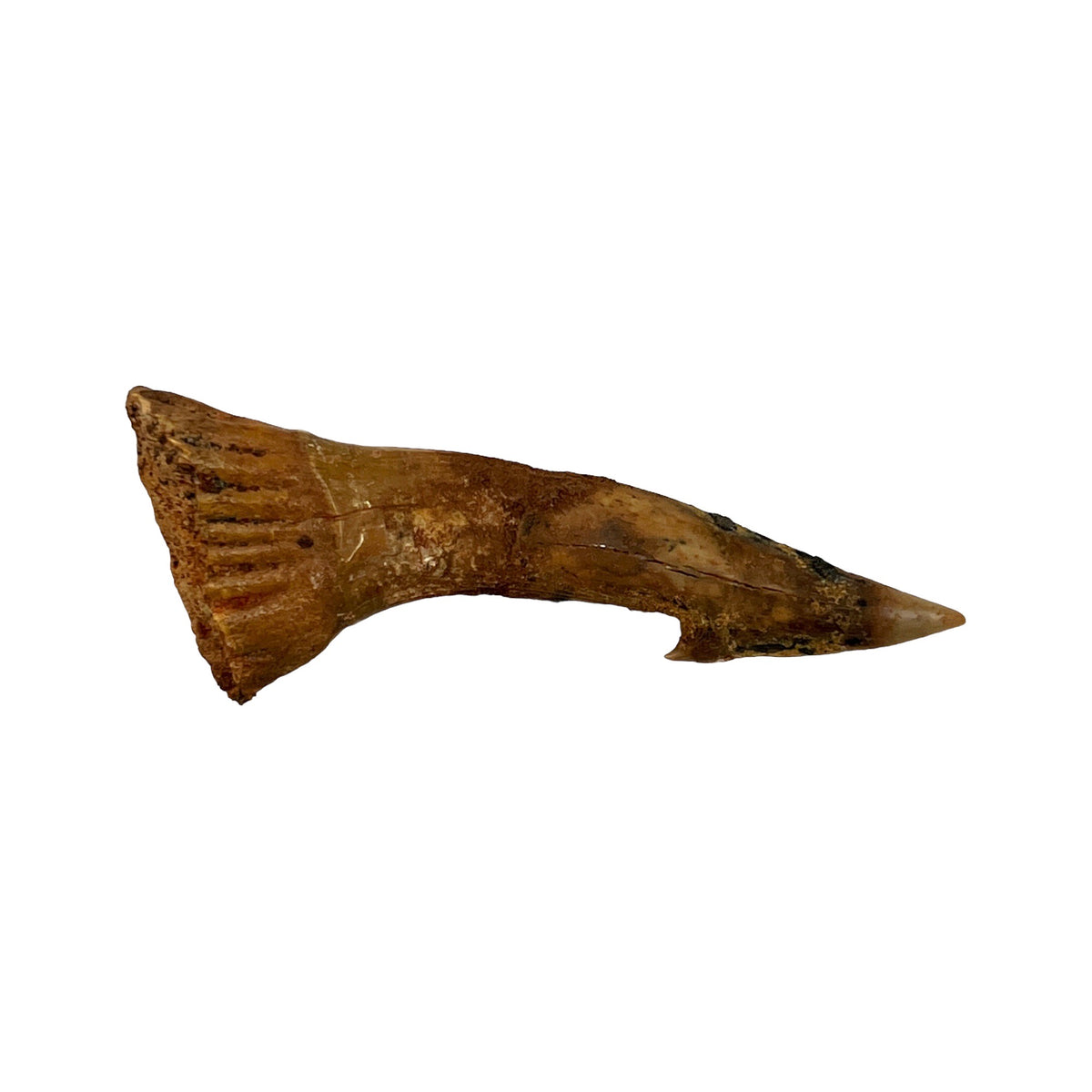 Fossil Sawfish Barb