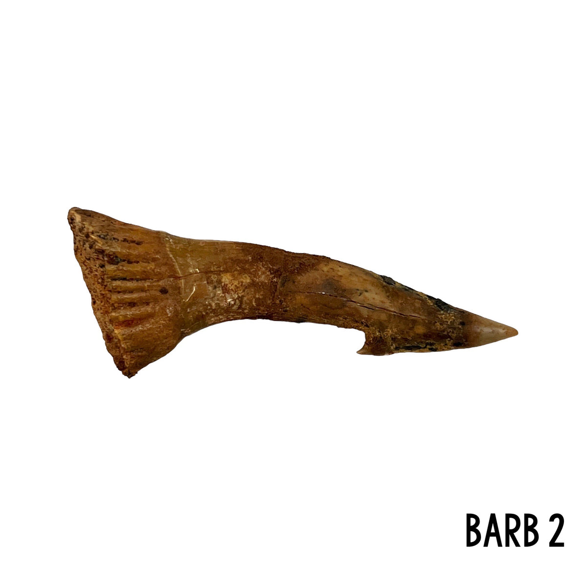 Fossil Sawfish Barb