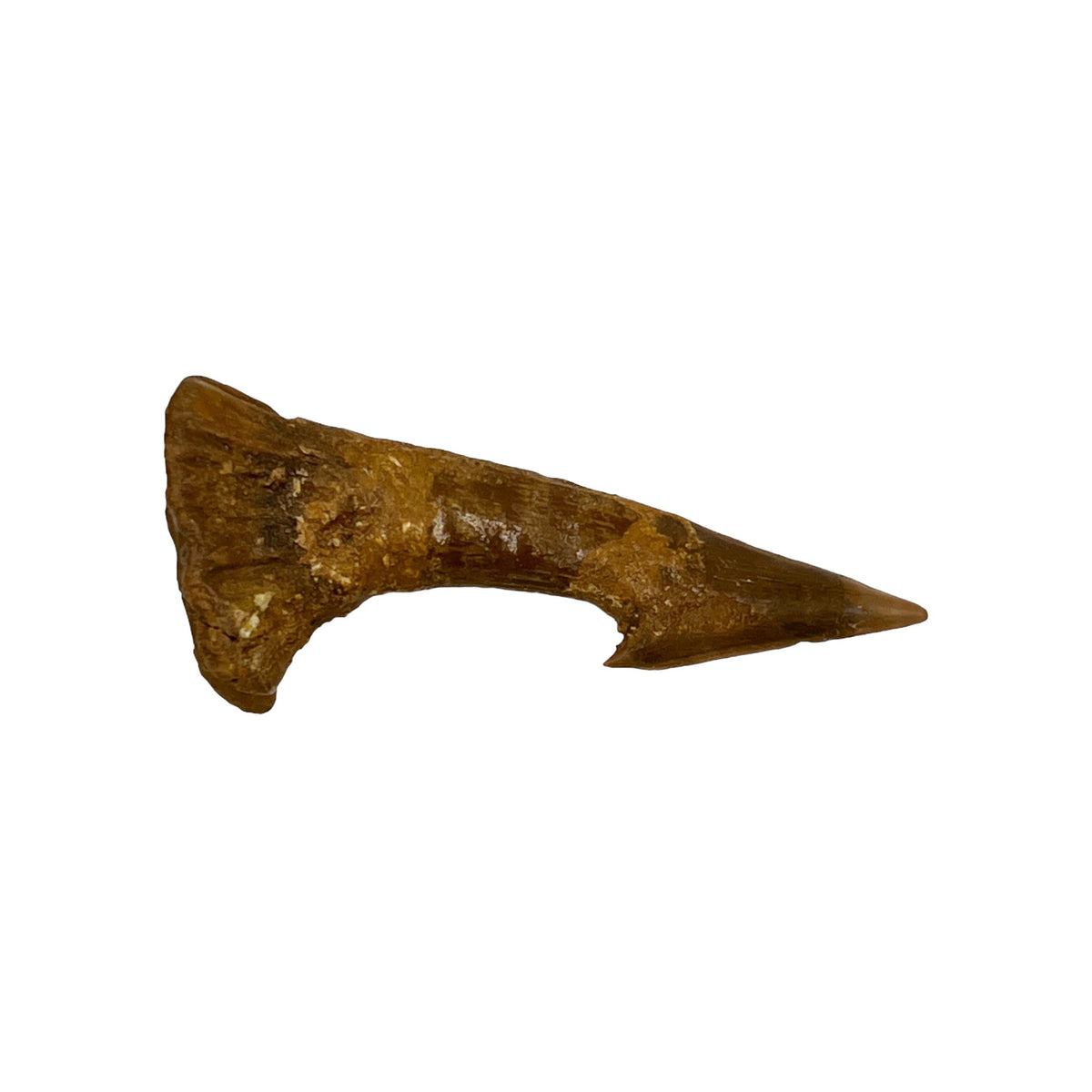 Fossil Sawfish Barb