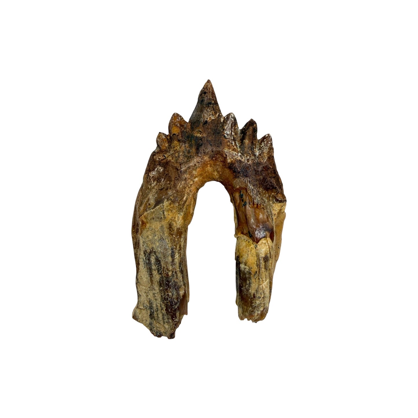 Basilosaurus Tooth Fossil