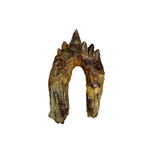 Basilosaurus Tooth Fossil