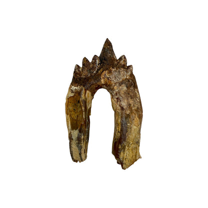 Basilosaurus Tooth Fossil