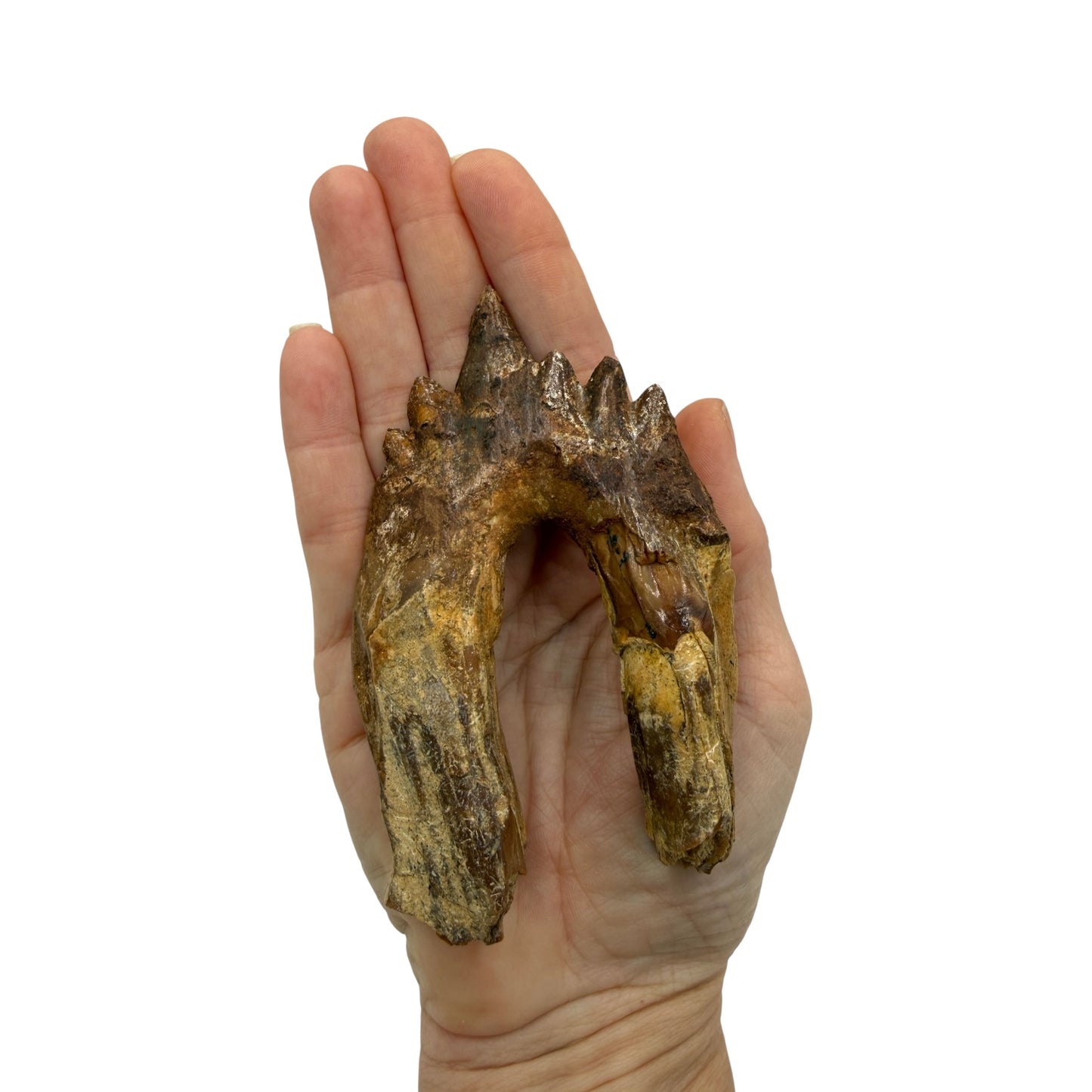 Basilosaurus Tooth Fossil