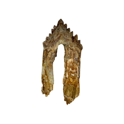 Basilosaurus Tooth Fossil