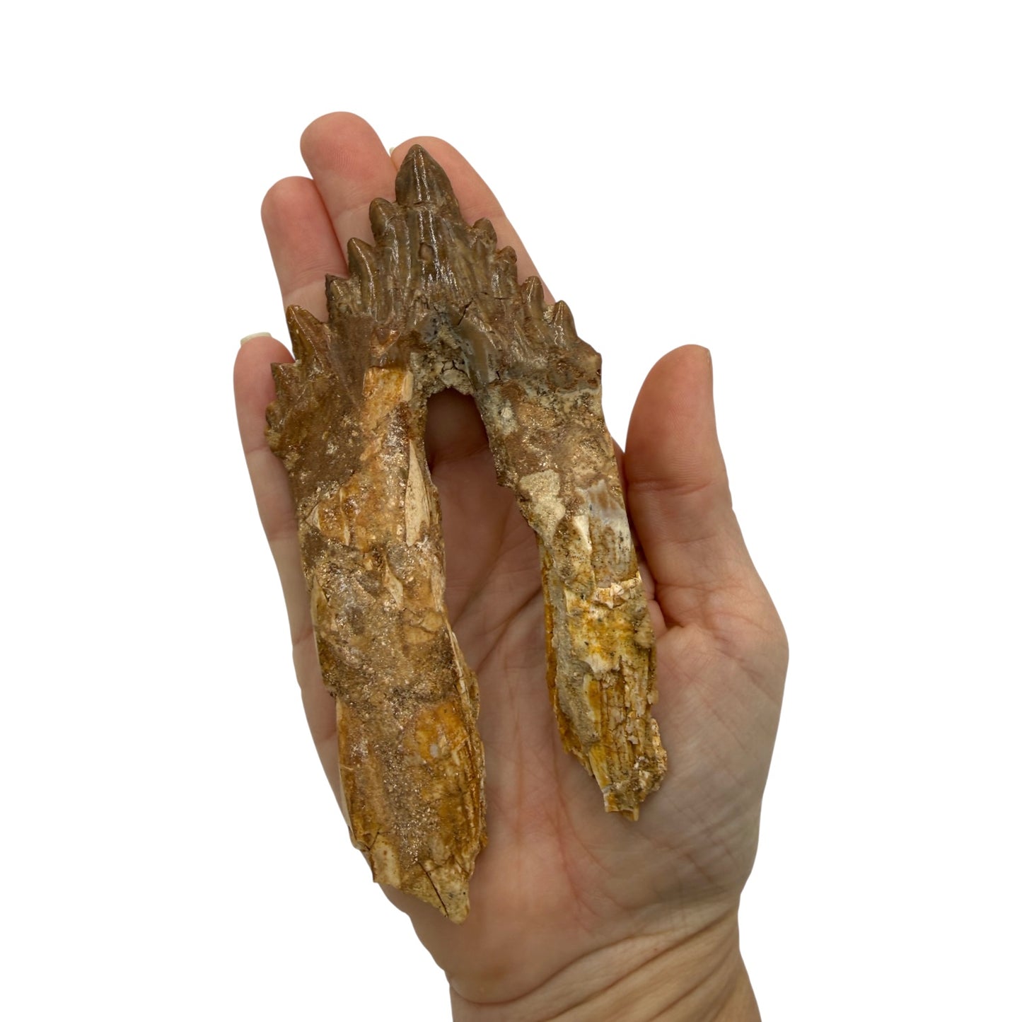 Basilosaurus Tooth Fossil