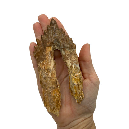 Basilosaurus Tooth Fossil